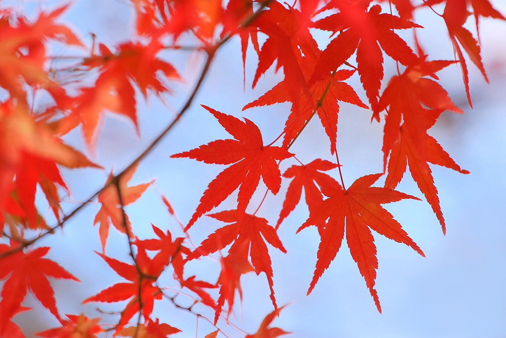 真っ赤なモミジの葉と秋の青空の風景（紅葉 背景フリーの画像）