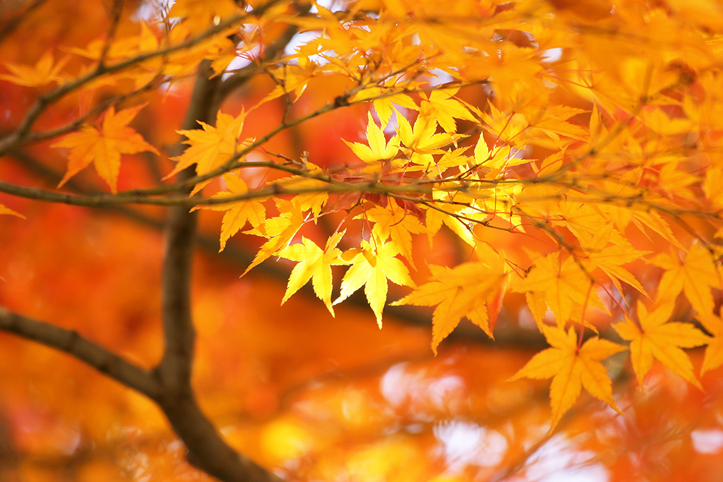 金色に輝く美しい秋の木々の素材（紅葉 背景フリーの壁紙）