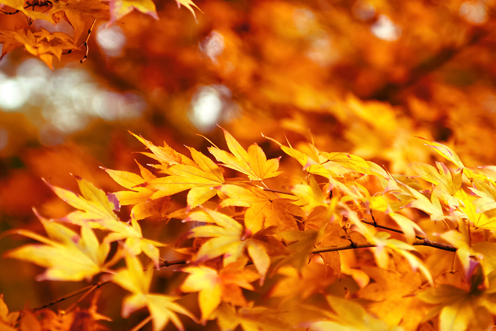黄色のもみじが飾る初秋の背景（紅葉 背景フリーの素材）