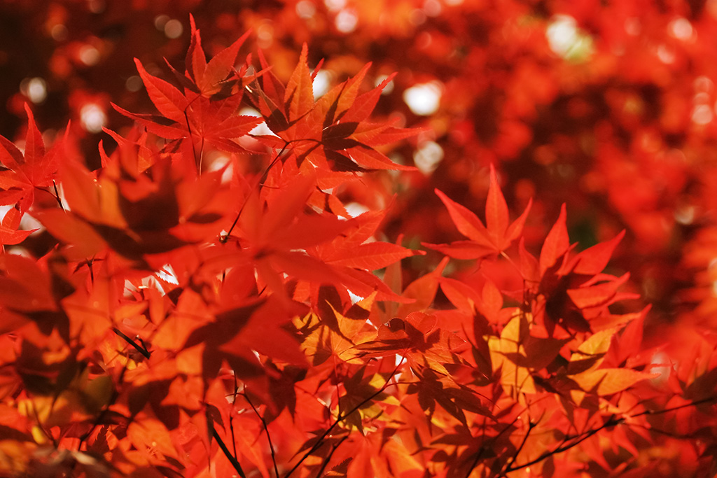 紅葉が輝く秋の森の画像（紅葉 背景フリーの風景）