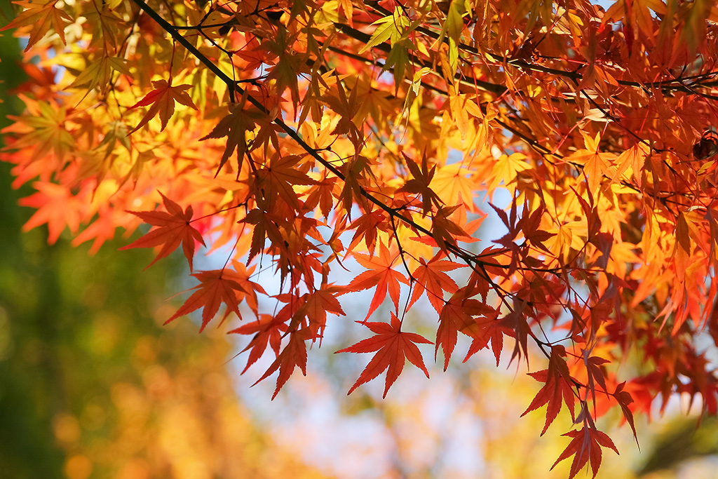 秋の日光に煌めく紅葉の風景（紅葉 背景フリーの写真）