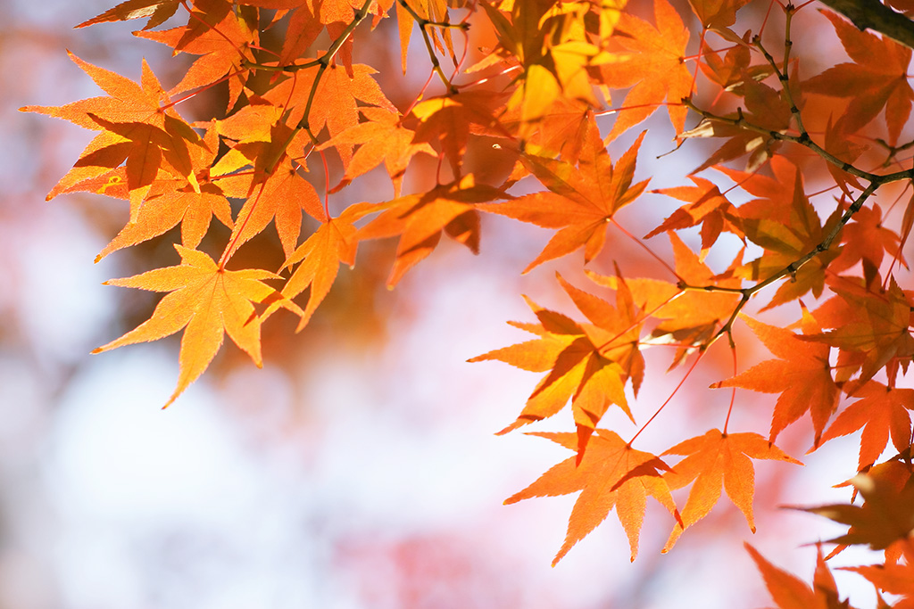 段々と秋色に染まるモミジの葉の写真（紅葉 背景フリーの壁紙）