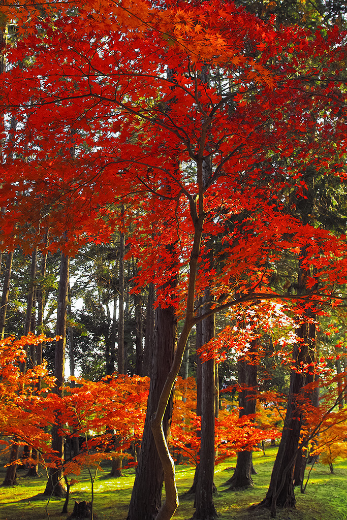 紅葉