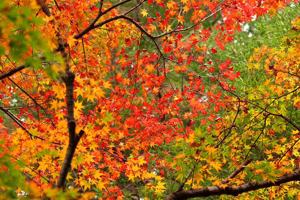 紅葉