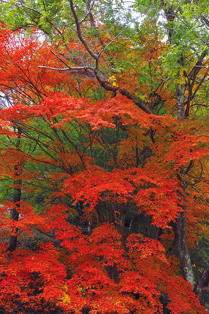 紅葉