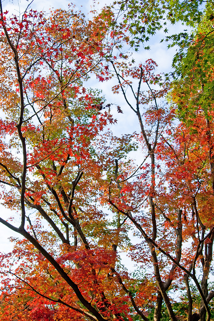 紅葉