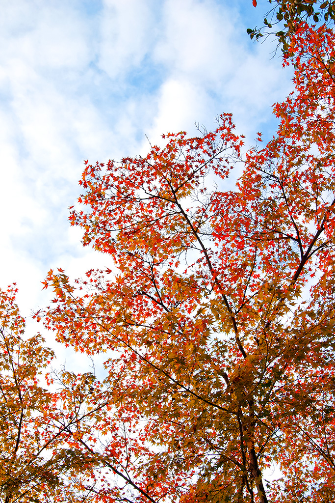 紅葉