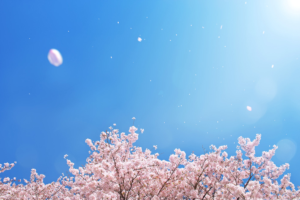 春の青空に舞い散る桜吹雪の画像（桜 花びらの背景フリー画像）