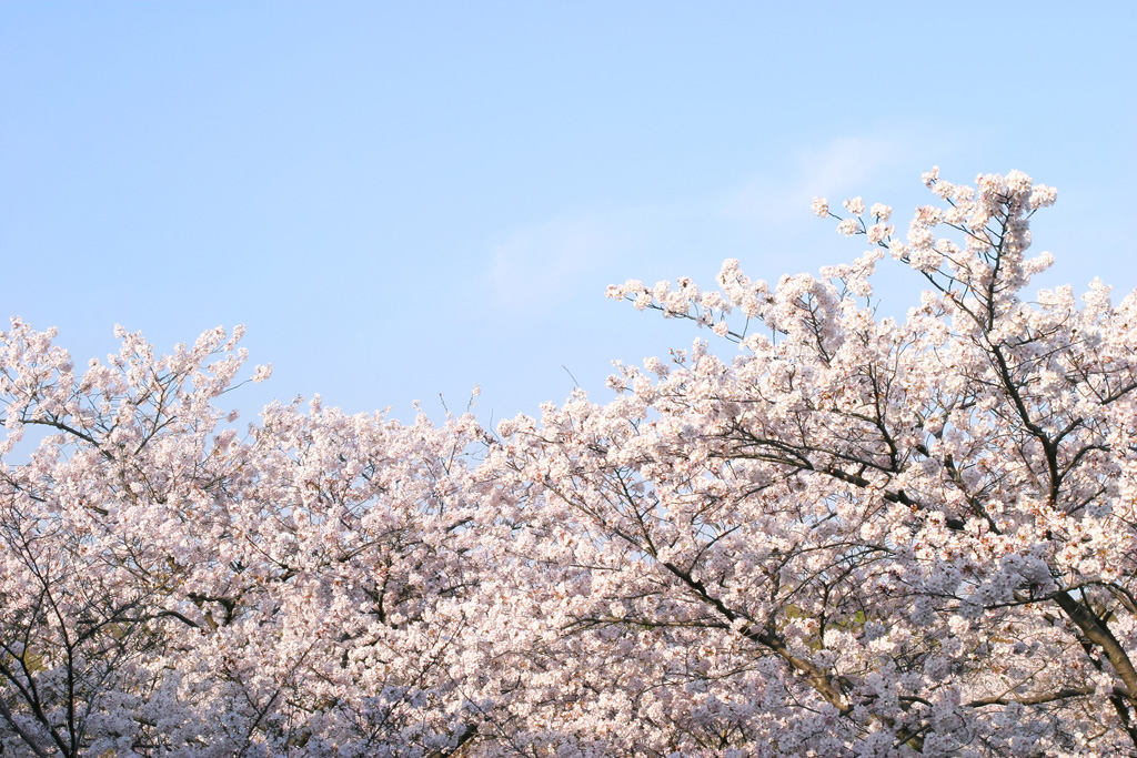 桜