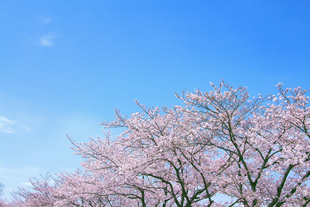 桜