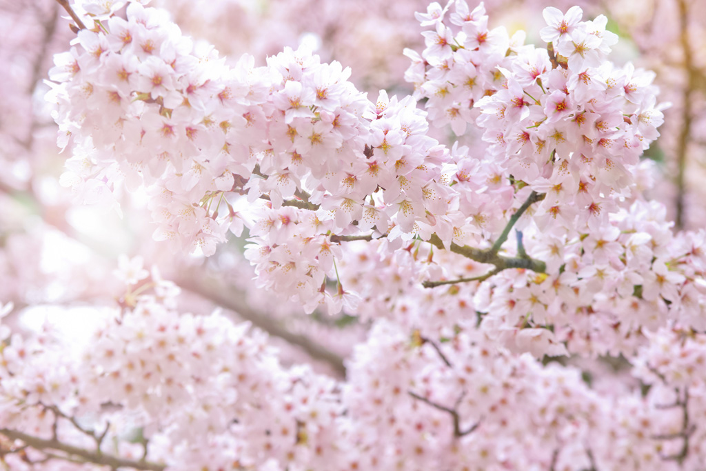 桜