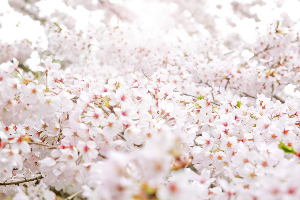 桜