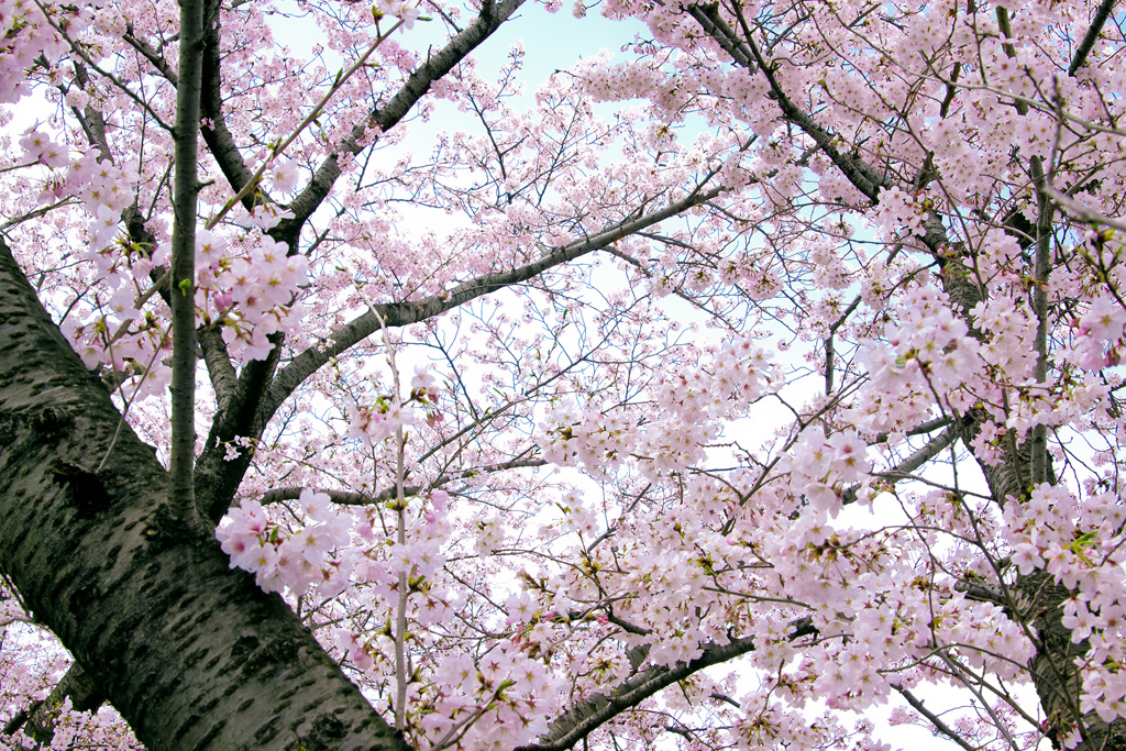 桜