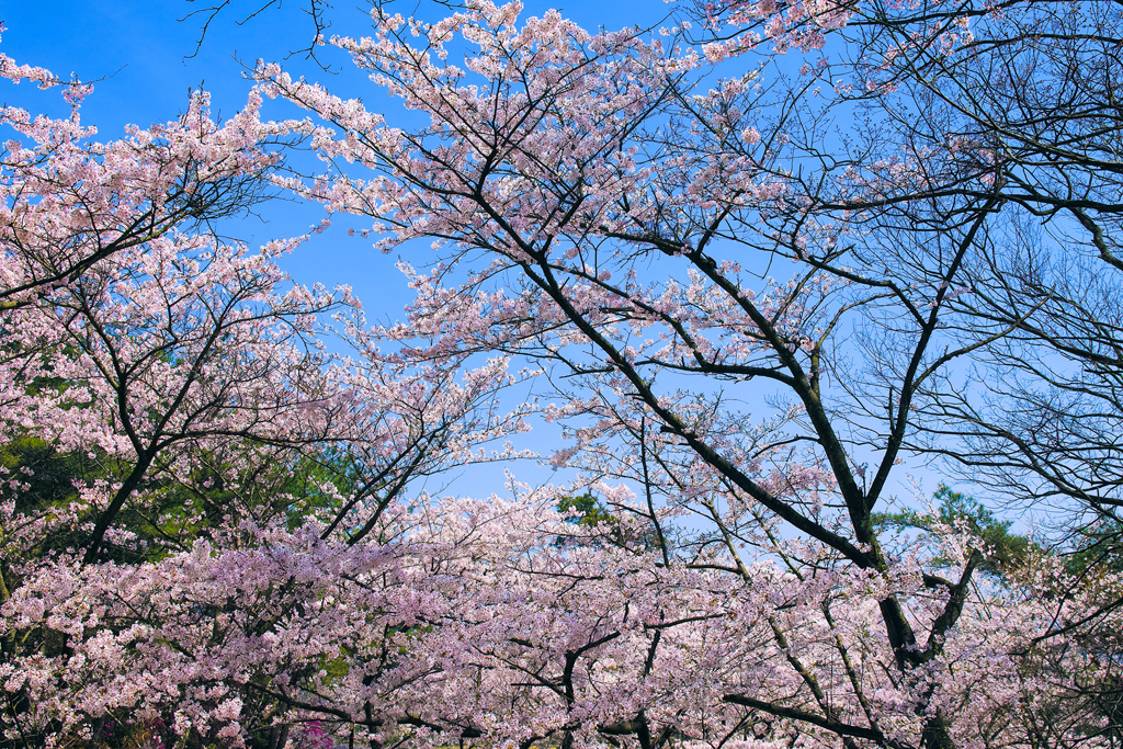 桜