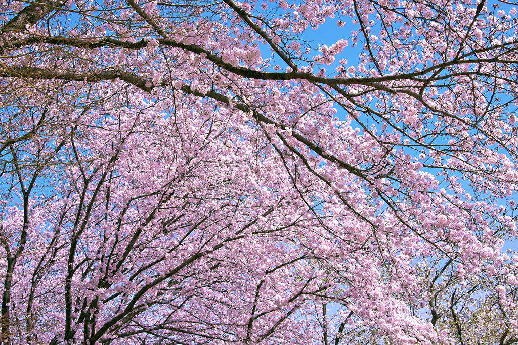 桜