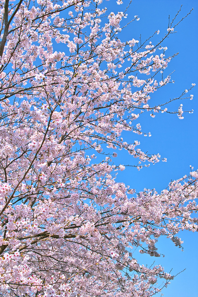 桜