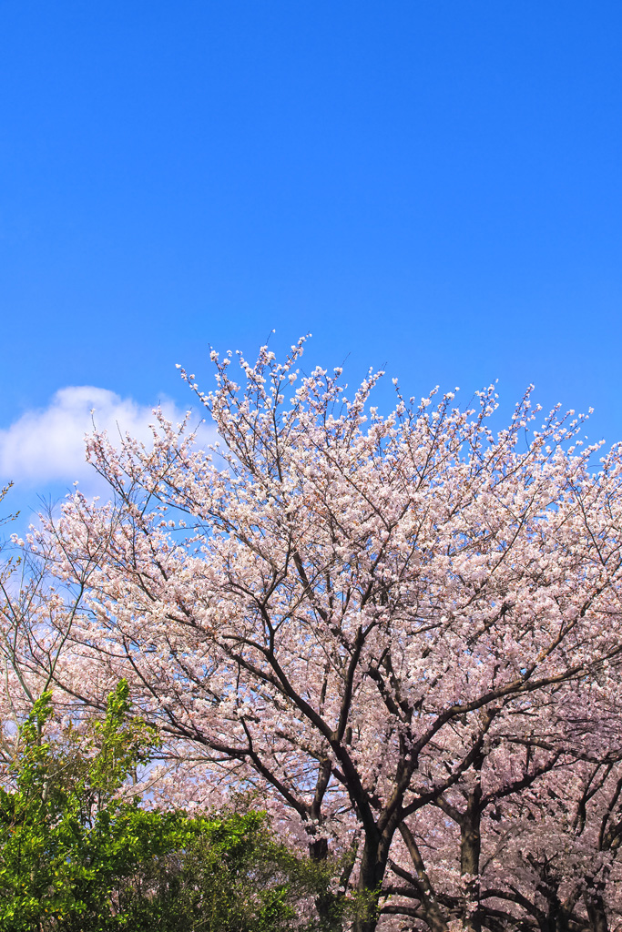 桜