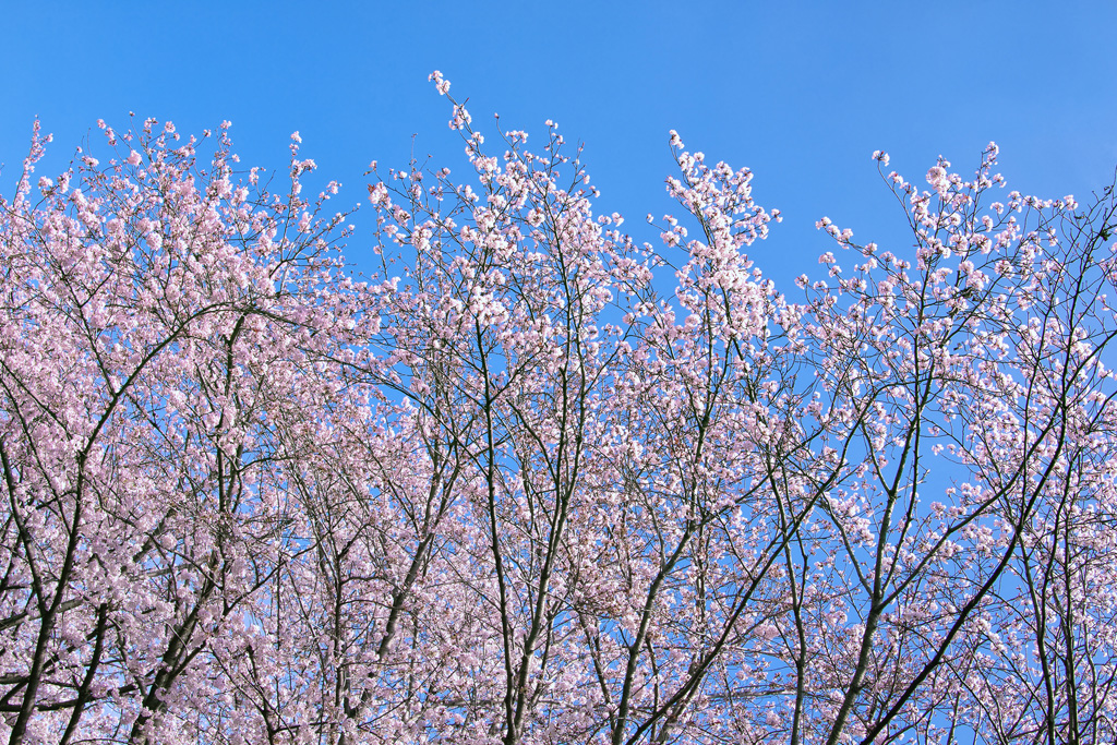 桜