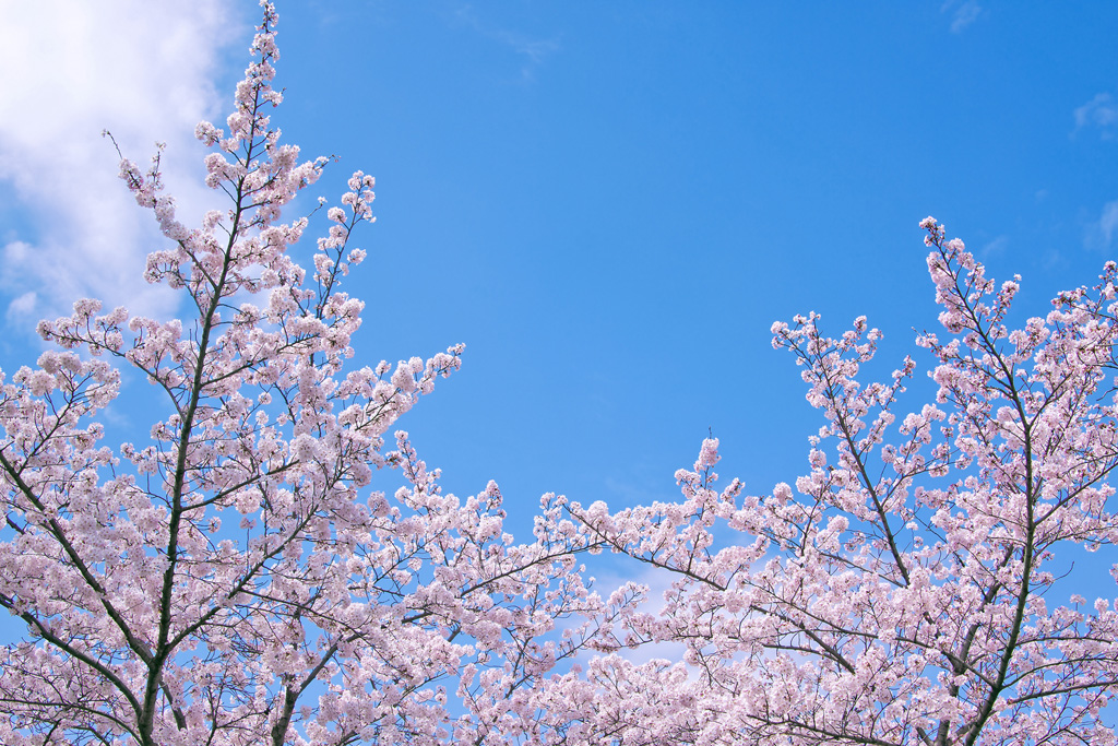 桜