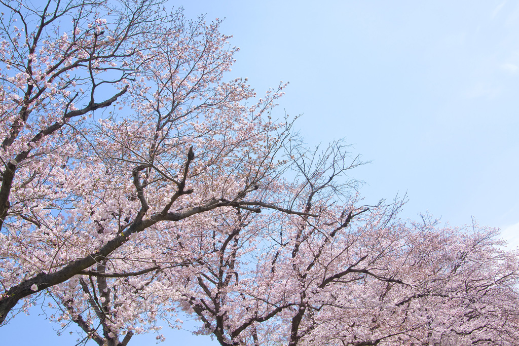 桜