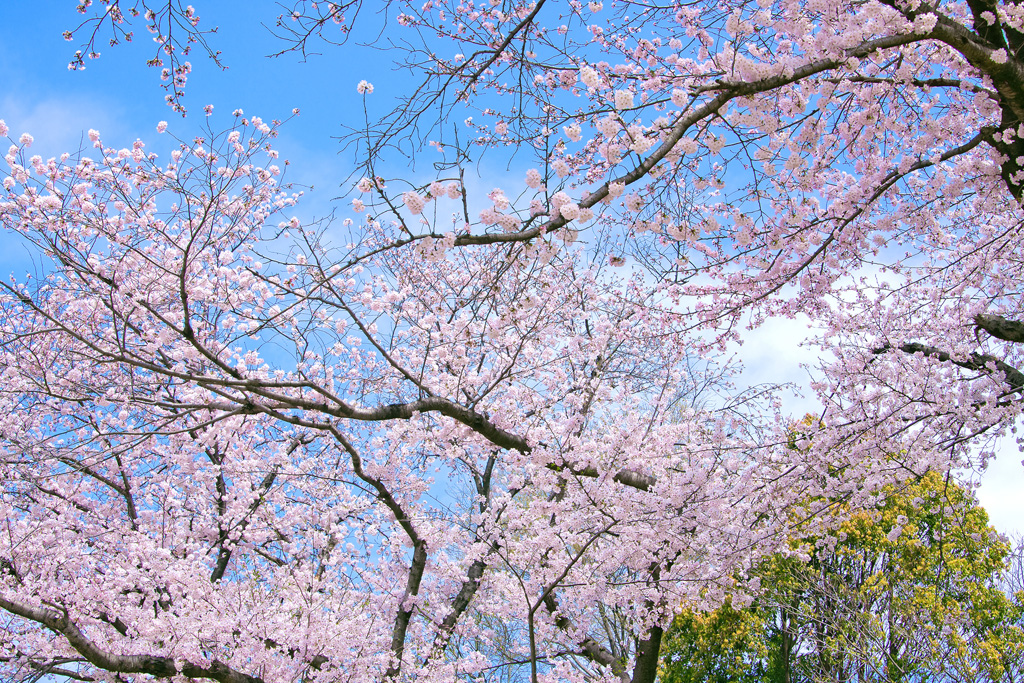 桜