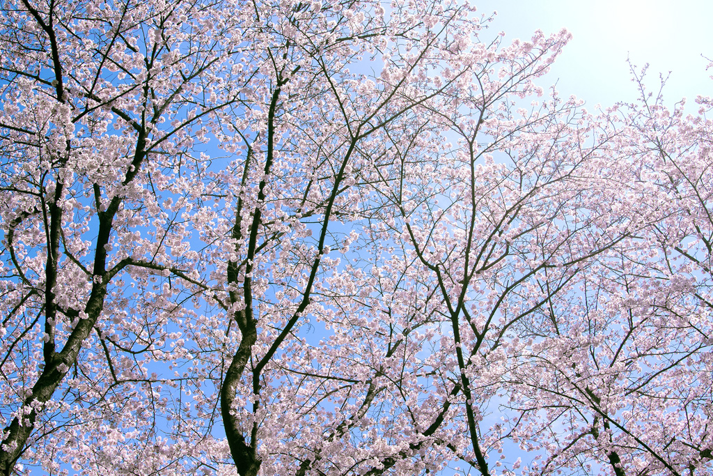 桜