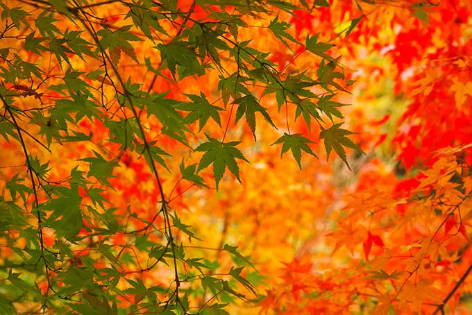 美しい青葉と紅葉の秋背景（背景 紅葉の背景フリー画像）