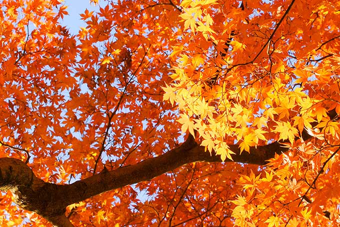 鮮やかに黄葉する初秋の風景（背景 紅葉の背景フリー画像）