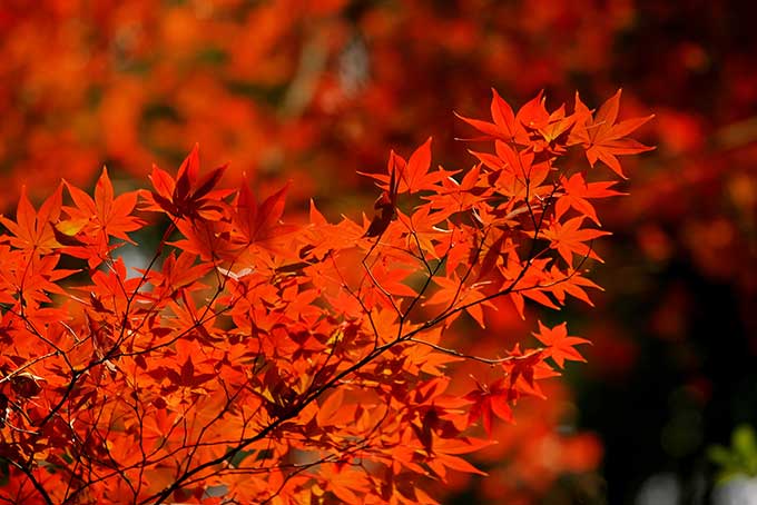 赤く紅葉する無数の葉の写真（背景 紅葉 画像の背景フリー画像）