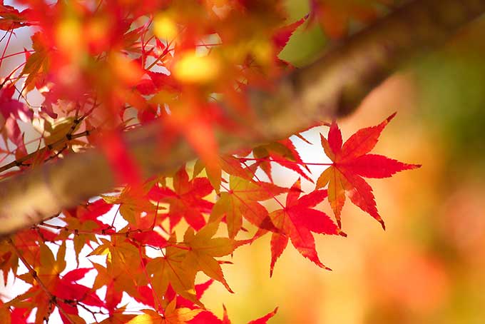 色彩豊かな木々が織りなす秋の森（もみじ 背景フリーの画像）