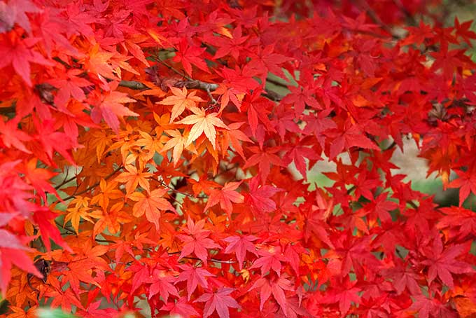 鮮やかに紅葉する葉（もみじ 背景フリーの画像）