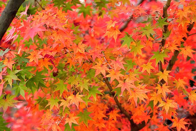 「もみじ 素材」赤く染まるもみじの写真、色絵錦のようなモミジの背景、秋空と綺麗な紅葉の画像など、高画質＆高解像度の画像・写真素材を無料でダウンロード
