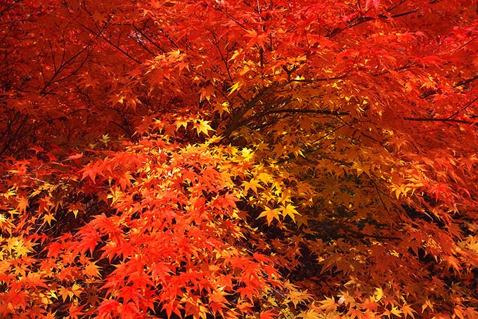 美しい紅葉と黄葉の背景（もみじ 背景フリー画像）