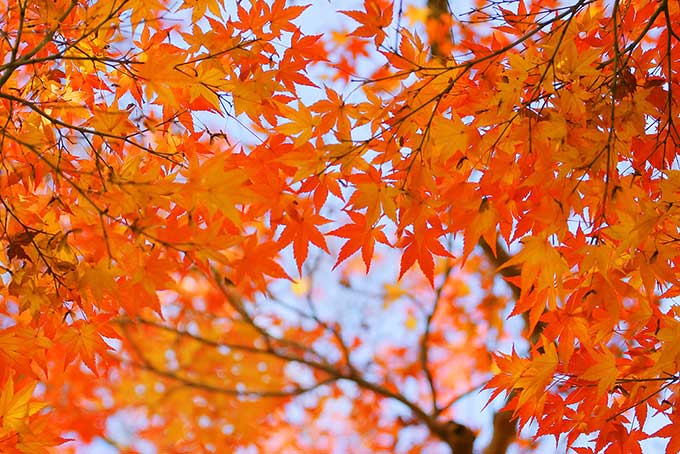 秋空とオレンジ色のもみじ（もみじ テクスチャの背景フリー画像）
