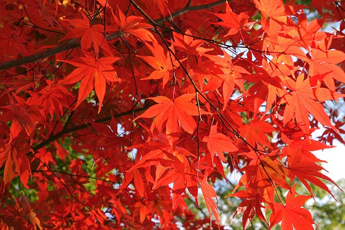 真っ赤に色づく紅葉（もみじ テクスチャの背景フリー画像）
