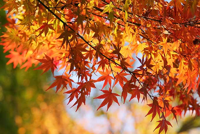 秋の日光に煌めく紅葉（もみじ 背景フリーの画像）