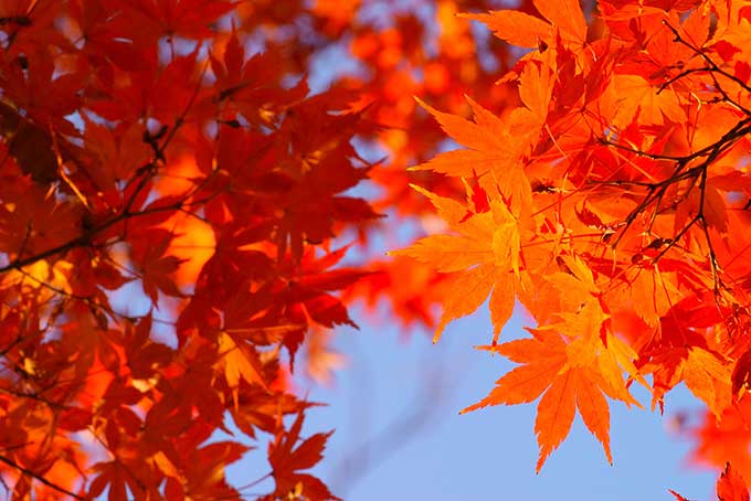 秋の空と橙色のもみじの画像（背景 紅葉 画像の背景フリー画像）