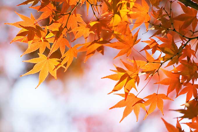 段々と秋色に染まるモミジの葉（もみじ 背景フリーの画像）