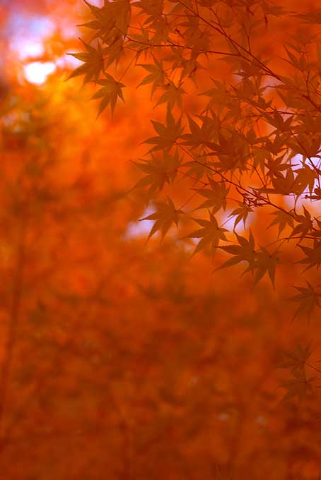 和風の美しい紅葉背景（紅葉 日本の背景フリー画像）