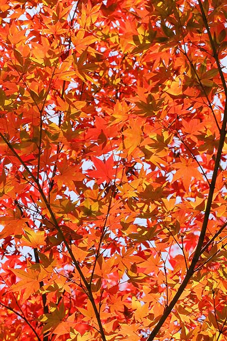 秋色一面の紅葉背景