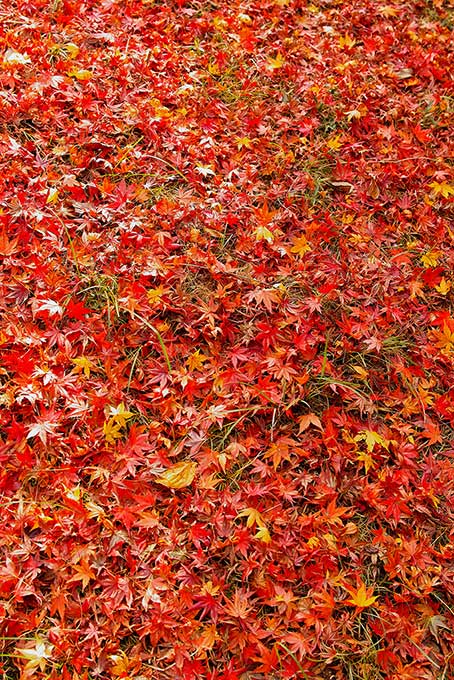 地面一杯の落葉した紅葉（紅葉 木の背景フリー画像）