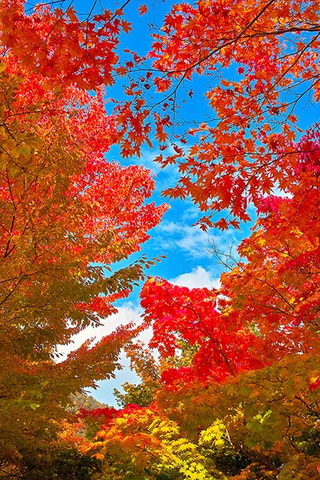 色彩豊かな秋の背景（紅葉 木の背景フリー画像）