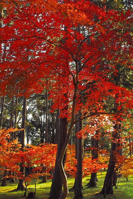 光差し込む紅葉の林（紅葉 木の背景フリー画像）