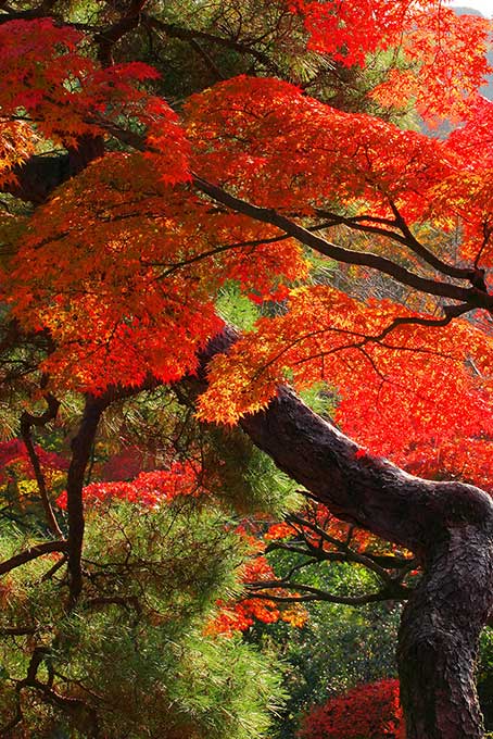 もみじと松の日本の秋（もみじ 背景フリー画像）