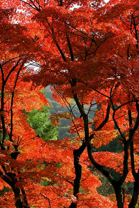 紅葉染まる秋の山（もみじ 背景フリー画像）