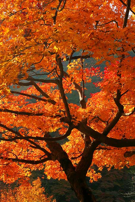 オレンジ色のモミジの木（紅葉 木の背景フリー画像）