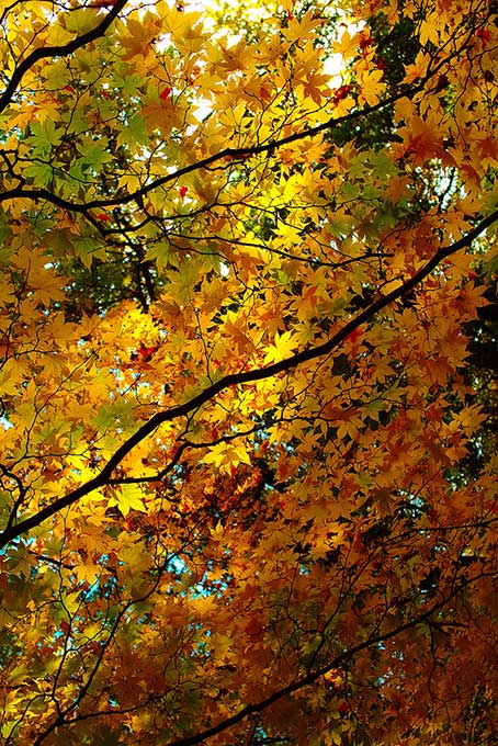 黄葉を照らす初秋の陽射し（もみじ 背景フリー画像）