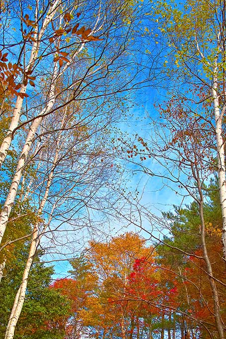 清々しい青空と秋の森（もみじ 背景フリー画像）