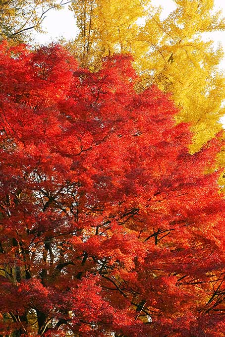 赤い紅葉と黄色い銀杏の葉（紅葉 木の背景フリー画像）