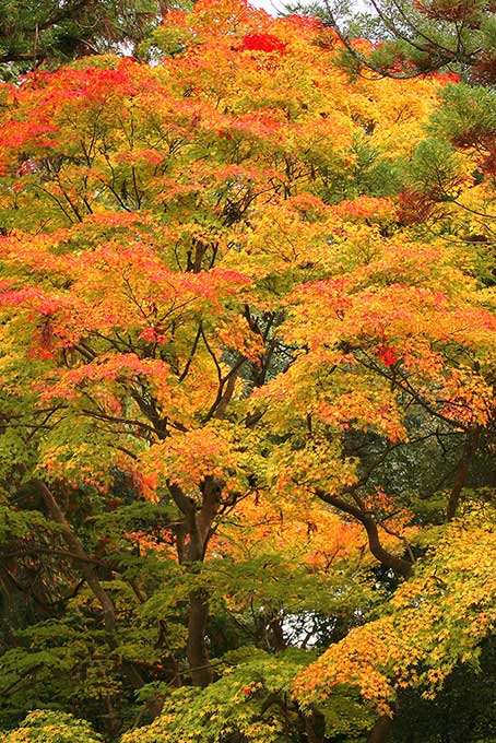 色づき始める秋の訪れ（紅葉 木の背景フリー画像）